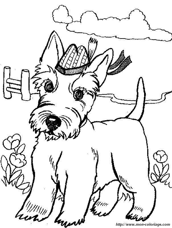 coloriage de chien dessin scottish terrier avec chapeau a colorier souris